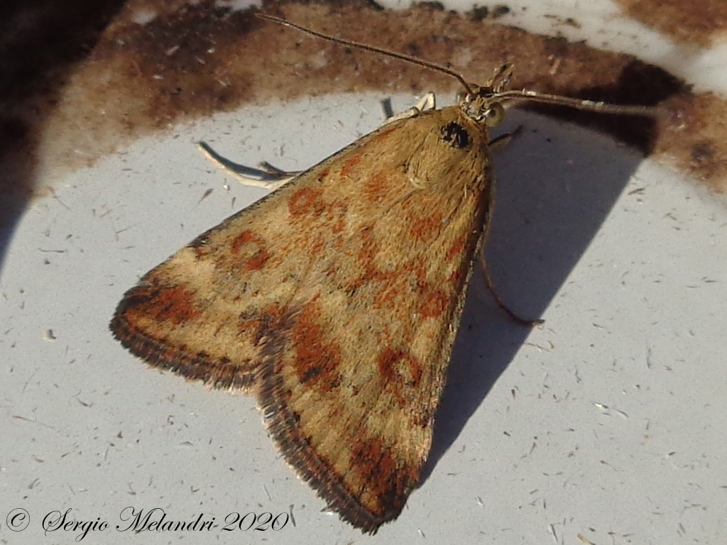 ID falena 2: Pyrausta despicata - Crambidae